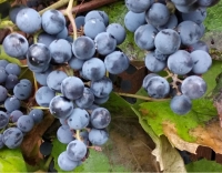 ������������ ��������� �������� 